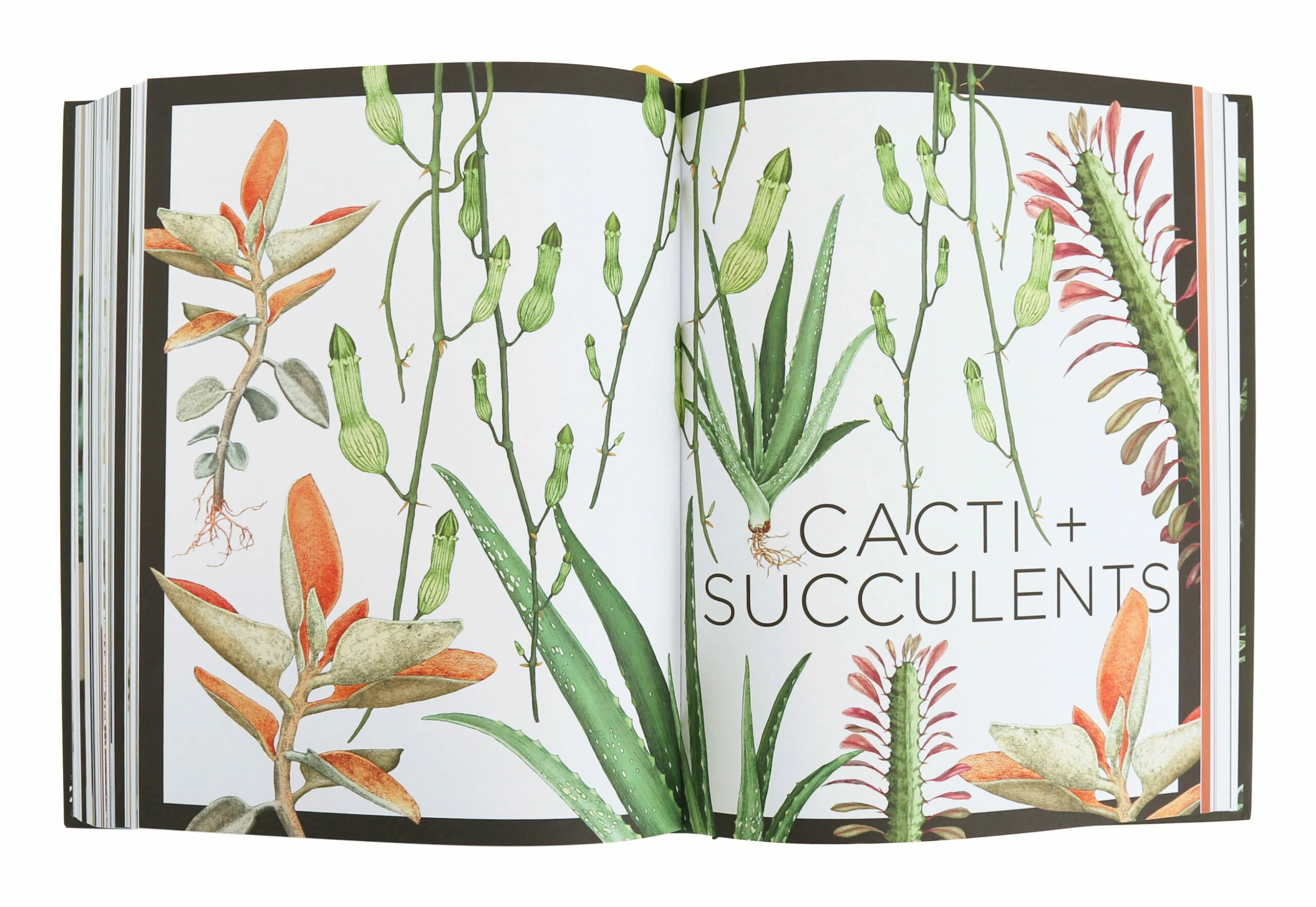 Plantopedia 7 Plantopedia - Image 5