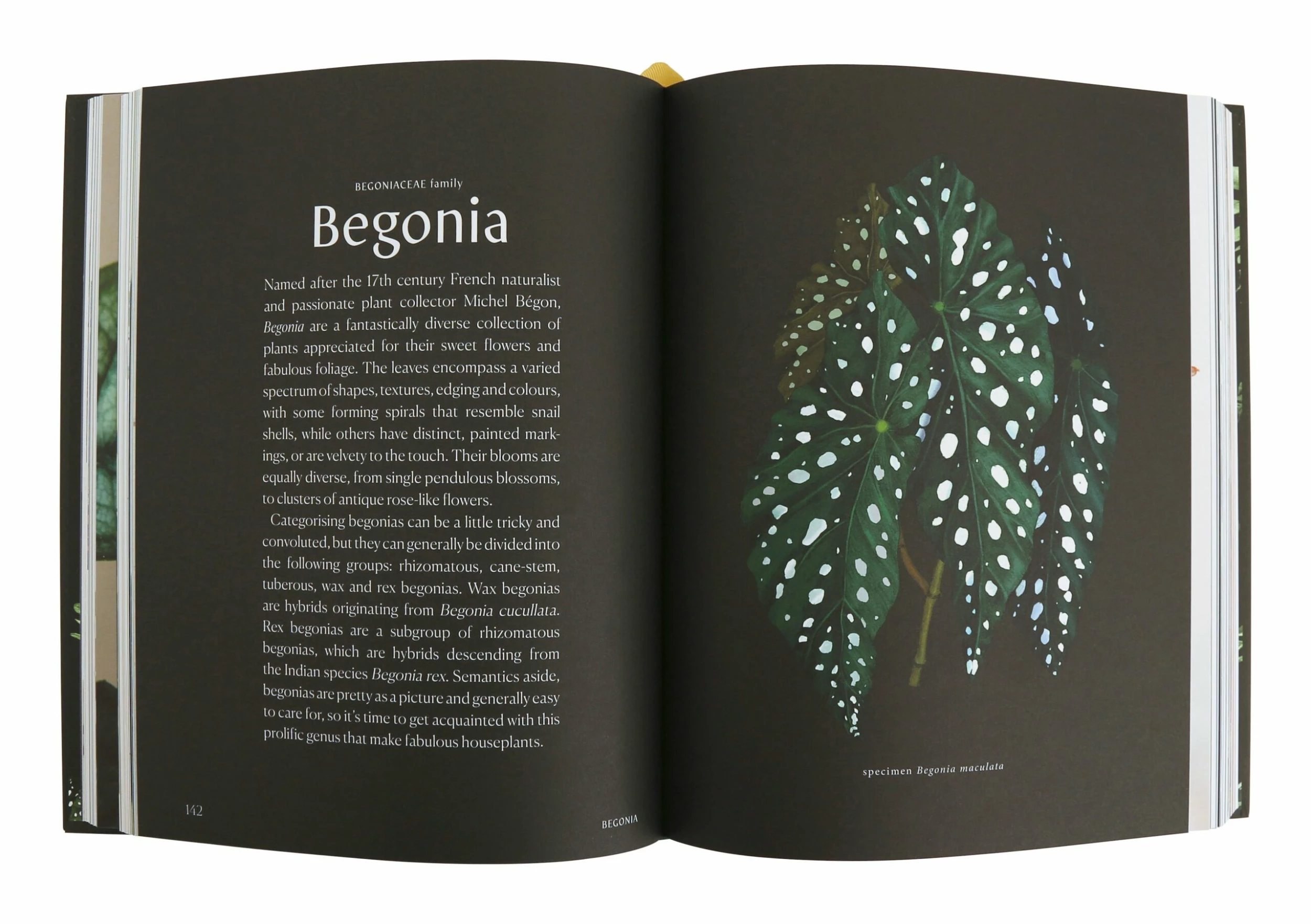 Plantopedia 8 Plantopedia - Image 6