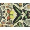 Butterfly Specimens Matches 1 Butterfly Specimens Matches -Home Decoration Sales Shop HG160887 alt1