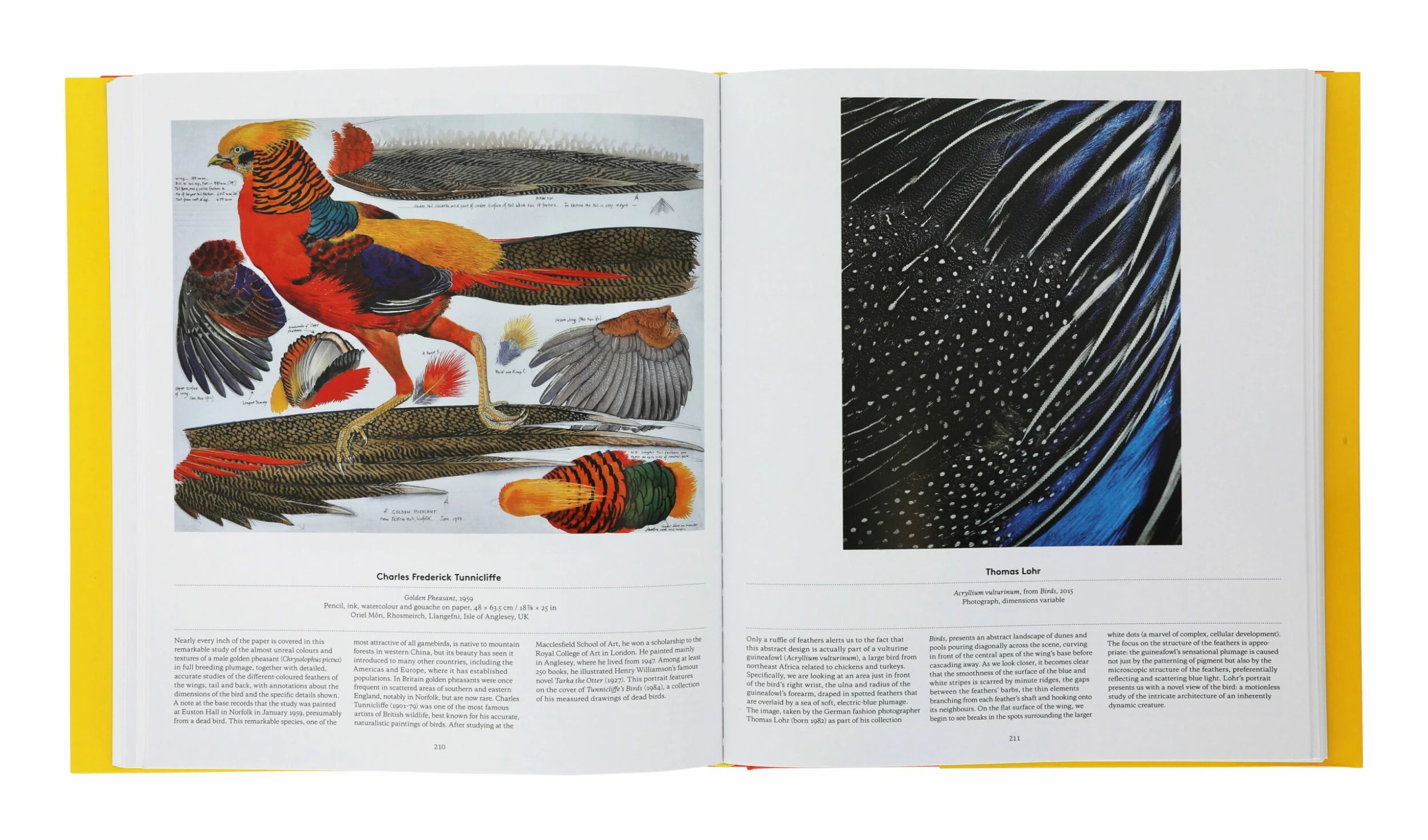 Bird: Exploring The Winged World 7 Bird: Exploring The Winged World - Image 5