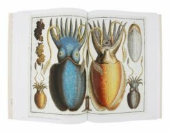 Cabinet Of Natural Curiosities -Home Decoration Sales Shop HG162260 alt3