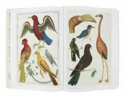 Cabinet Of Natural Curiosities -Home Decoration Sales Shop HG162260 alt4