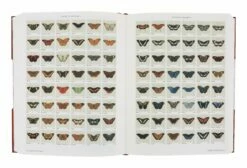Iconotypes: A Compendium Of Butterflies & Moths -Home Decoration Sales Shop HG162558 alt4