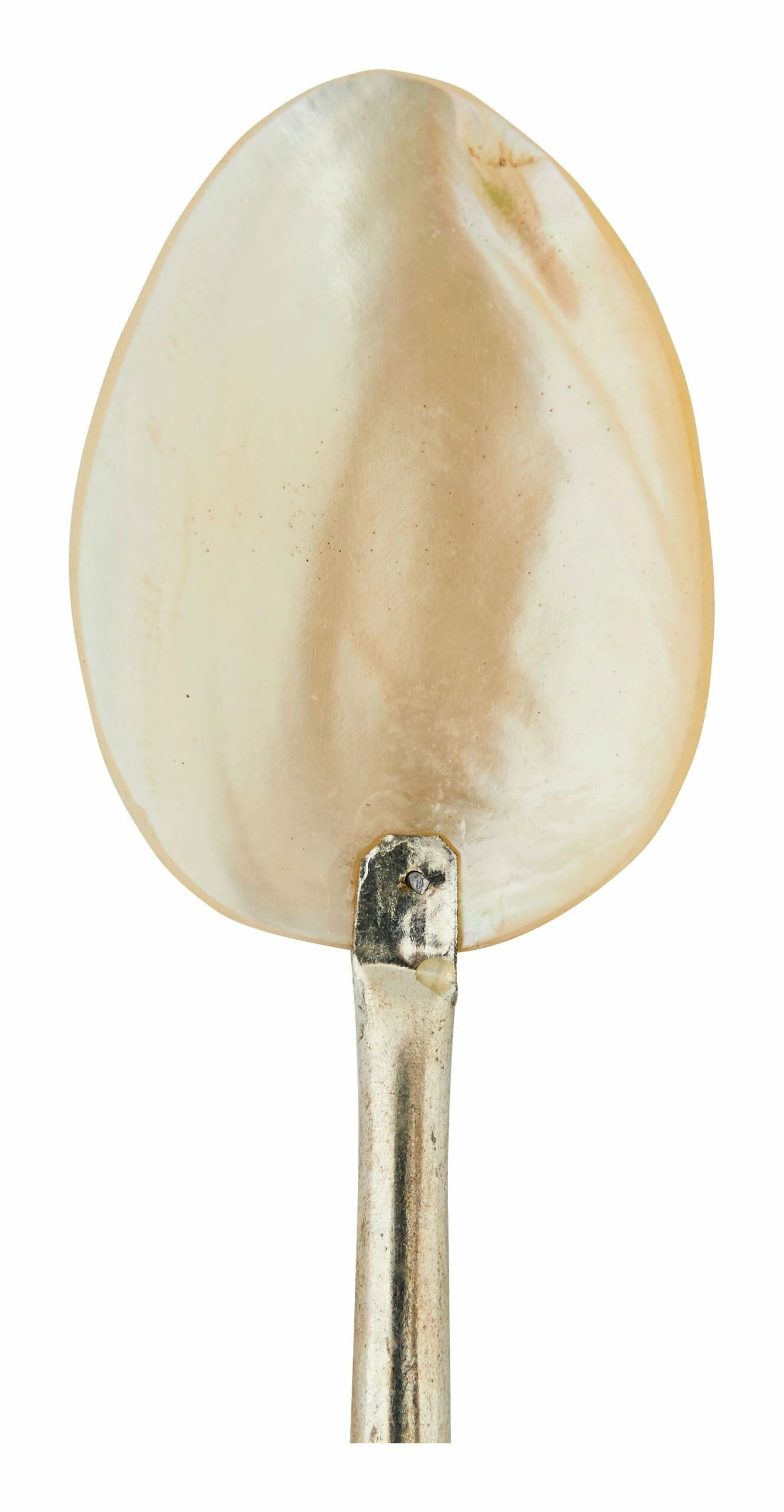 Shell Spoons 6 Shell Spoons - Image 5