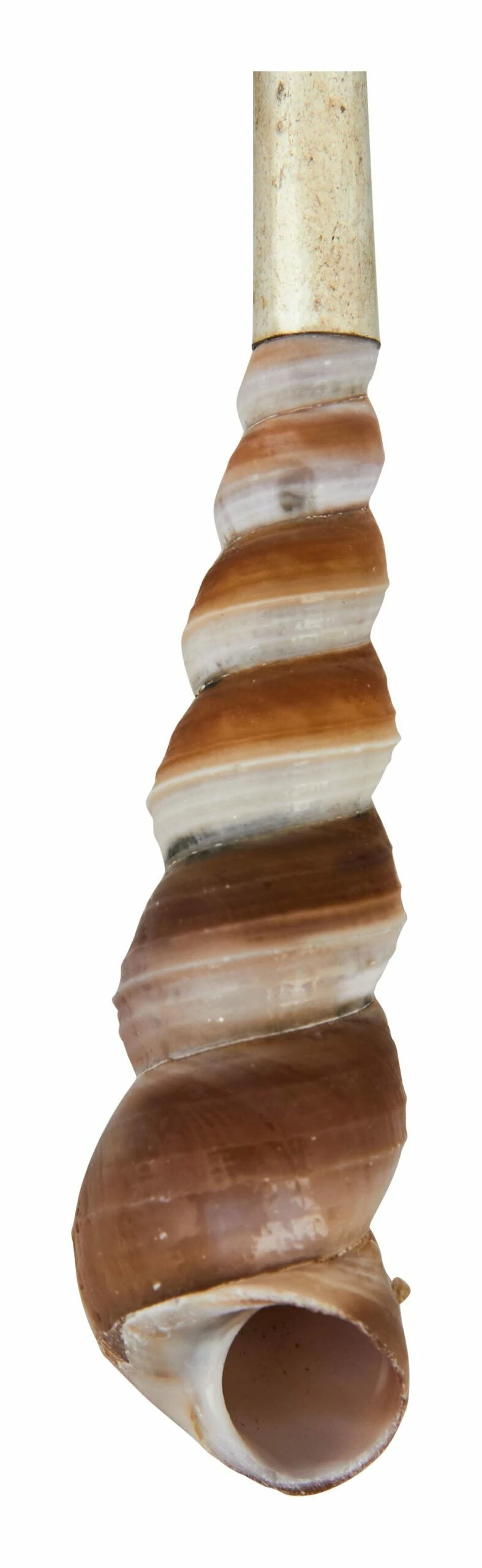 Shell Spoons 7 Shell Spoons - Image 6