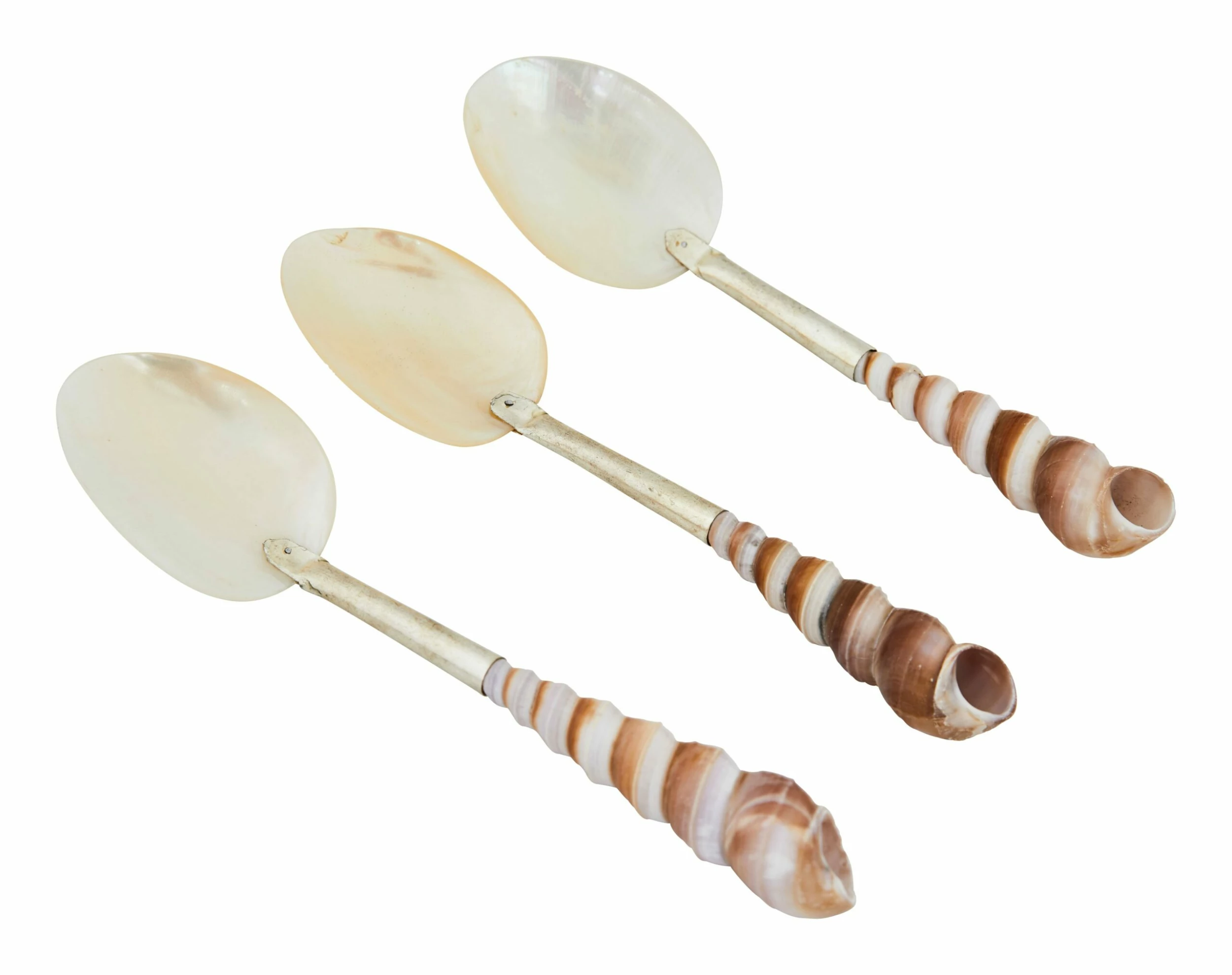 Shell Spoons 11 Shell Spoons - Image 10