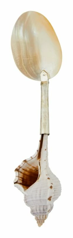 Shell Spoons 29 Shell Spoons -Home Decoration Sales Shop HG164043