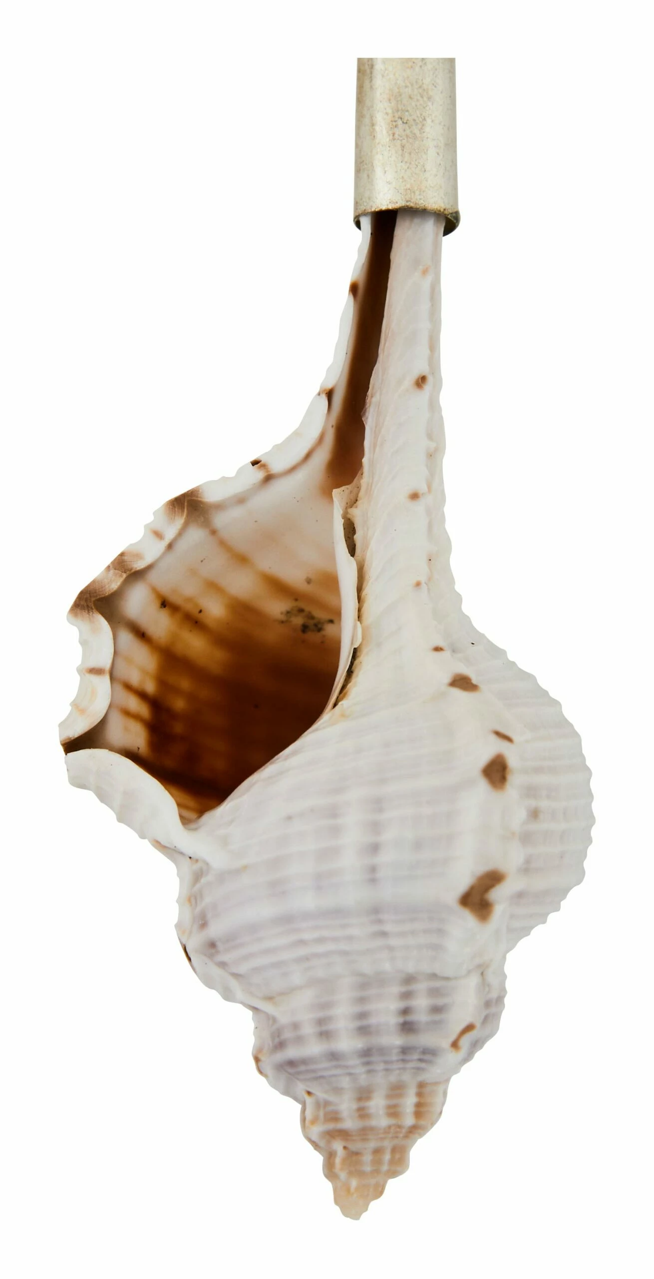 Shell Spoons 14 Shell Spoons - Image 13