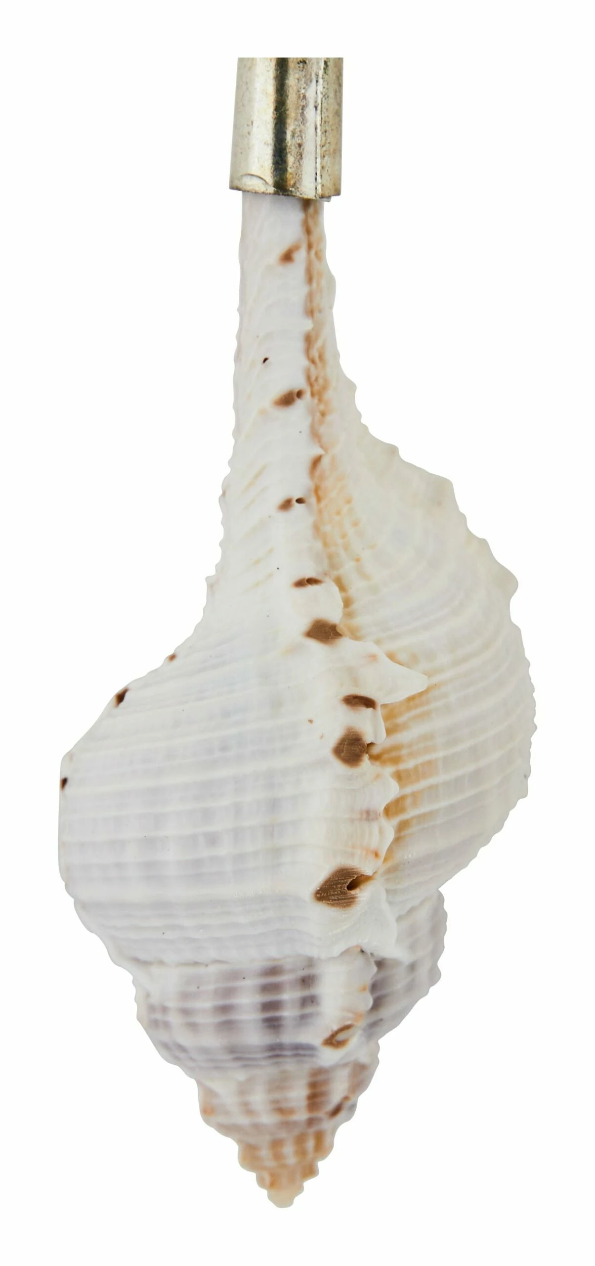 Shell Spoons 15 Shell Spoons - Image 14