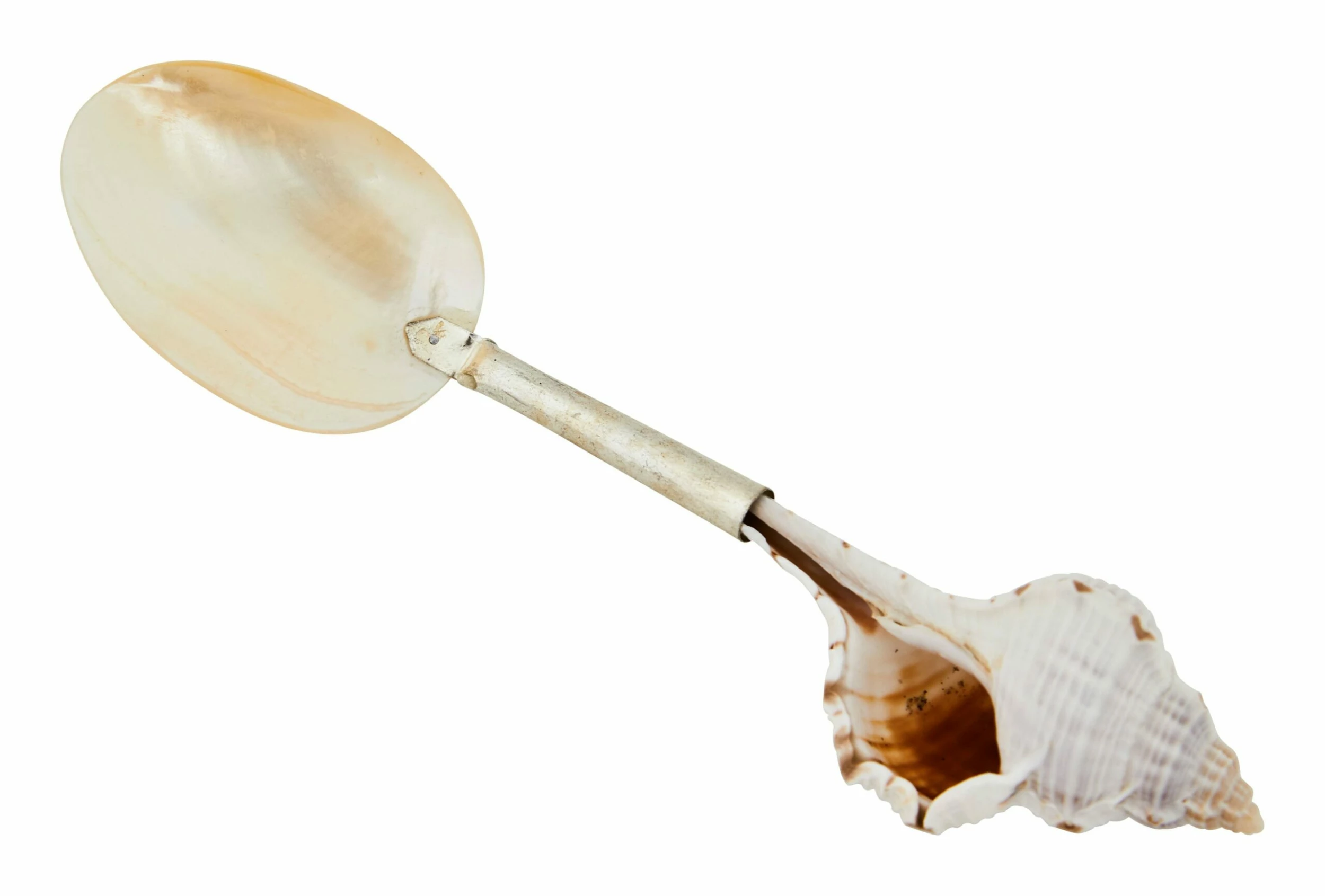 Shell Spoons 16 Shell Spoons - Image 15