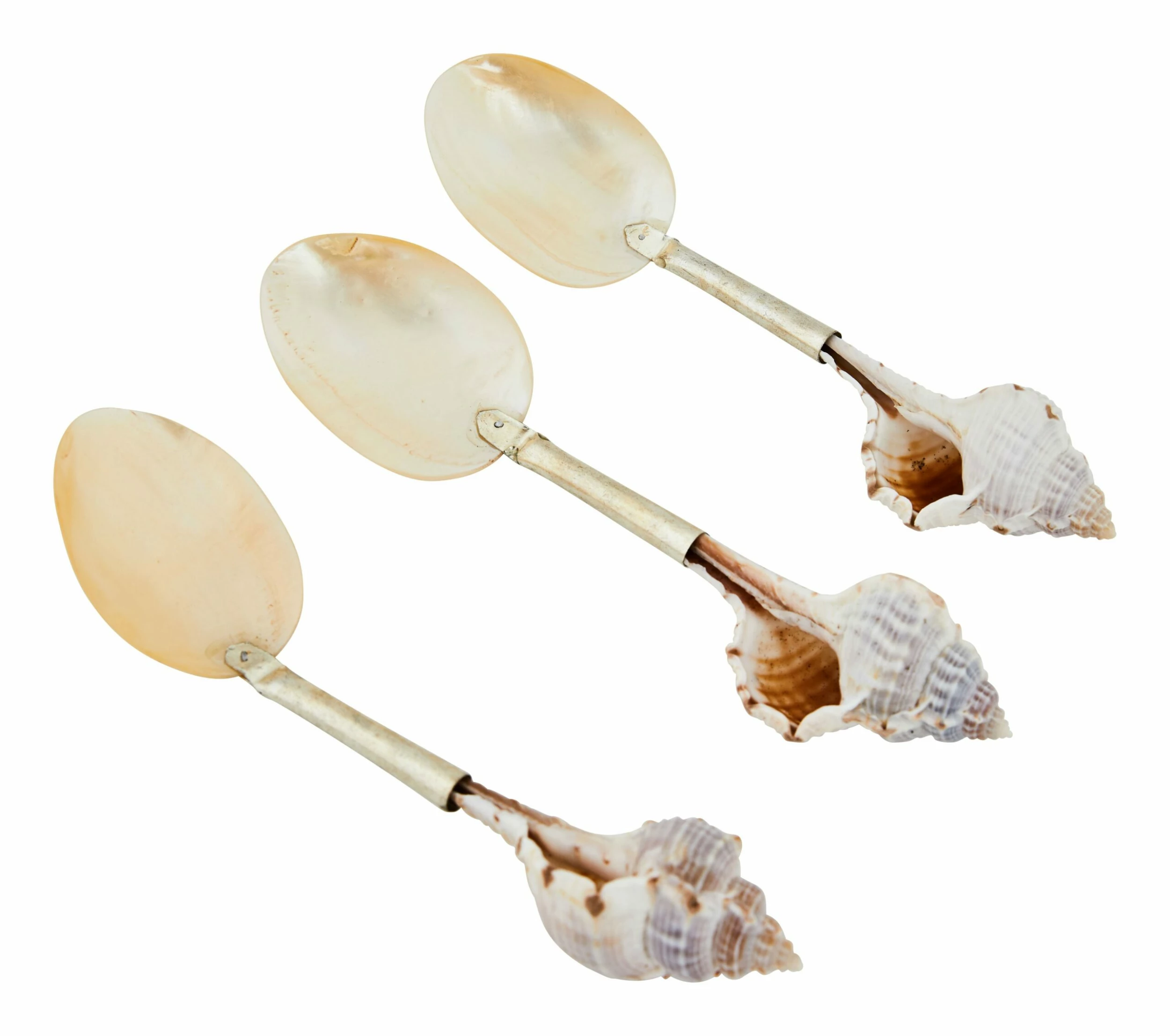 Shell Spoons 19 Shell Spoons - Image 18