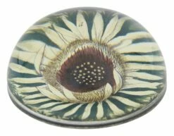 Carlina Acaulis Paperweight
