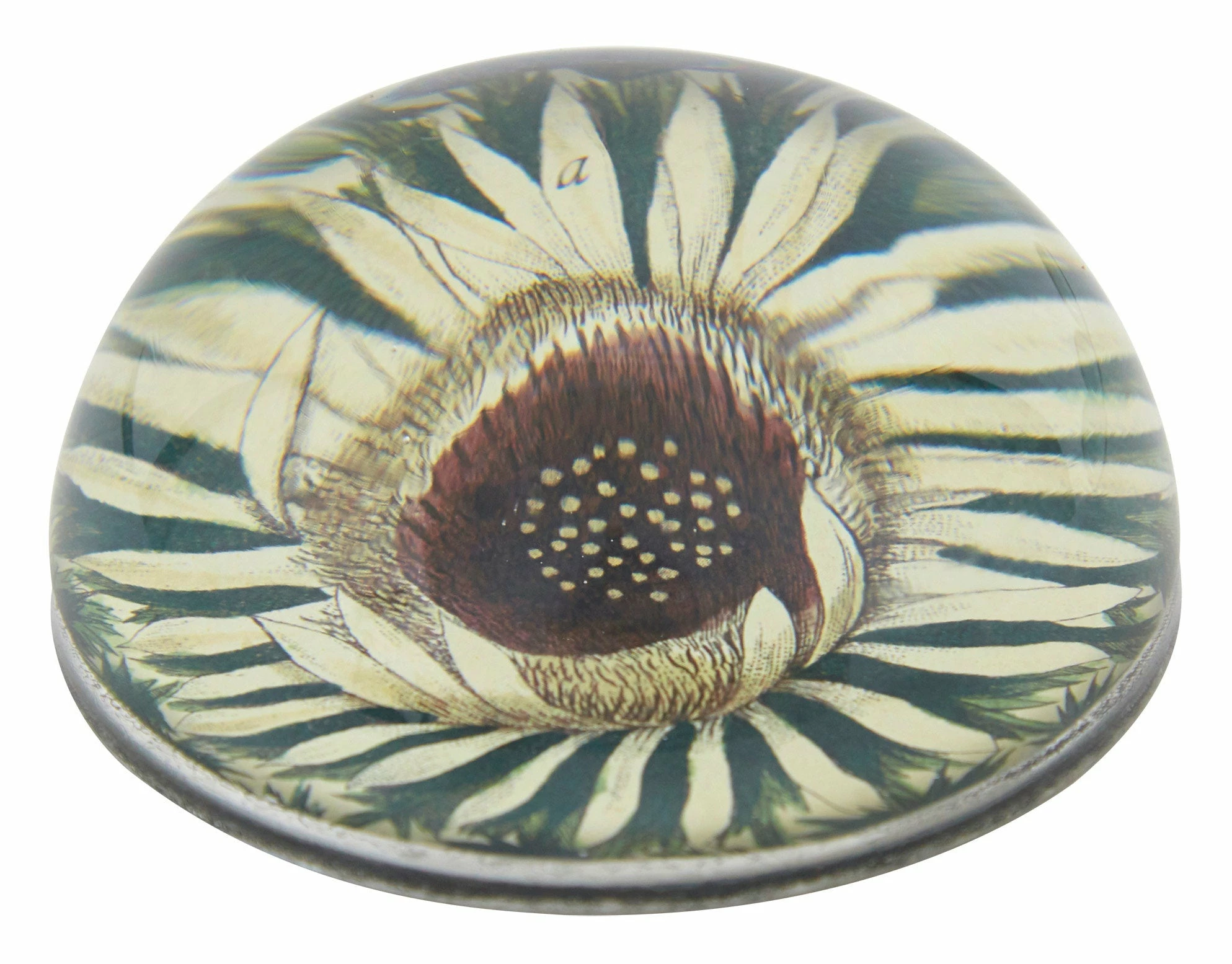 Carlina Acaulis Paperweight 3 Carlina Acaulis Paperweight