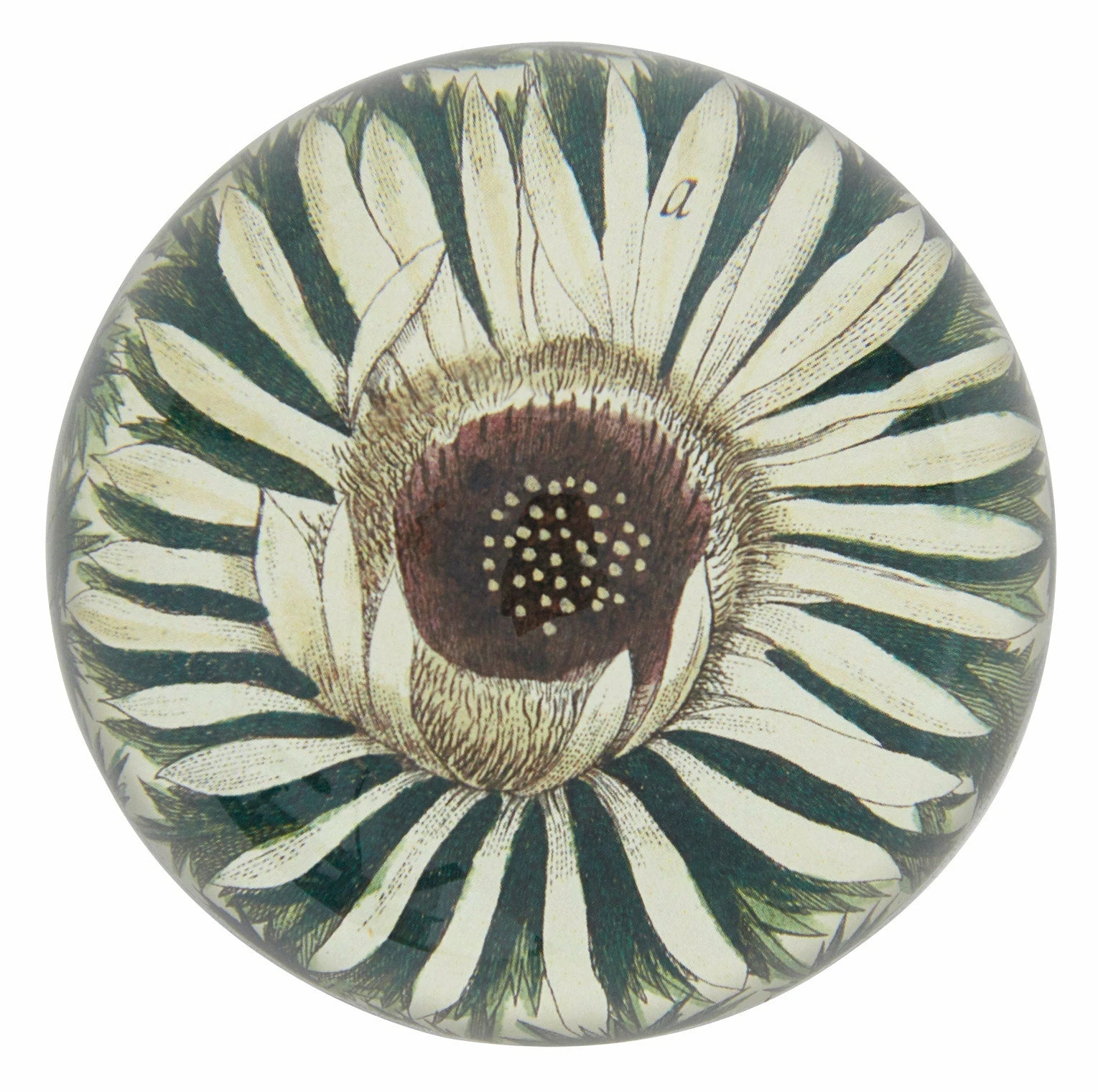Carlina Acaulis Paperweight 5 Carlina Acaulis Paperweight - Image 3